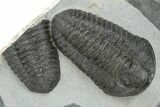 Cluster Of Large, Black Shelled Calymene Trilobites - Morocco #240923-3